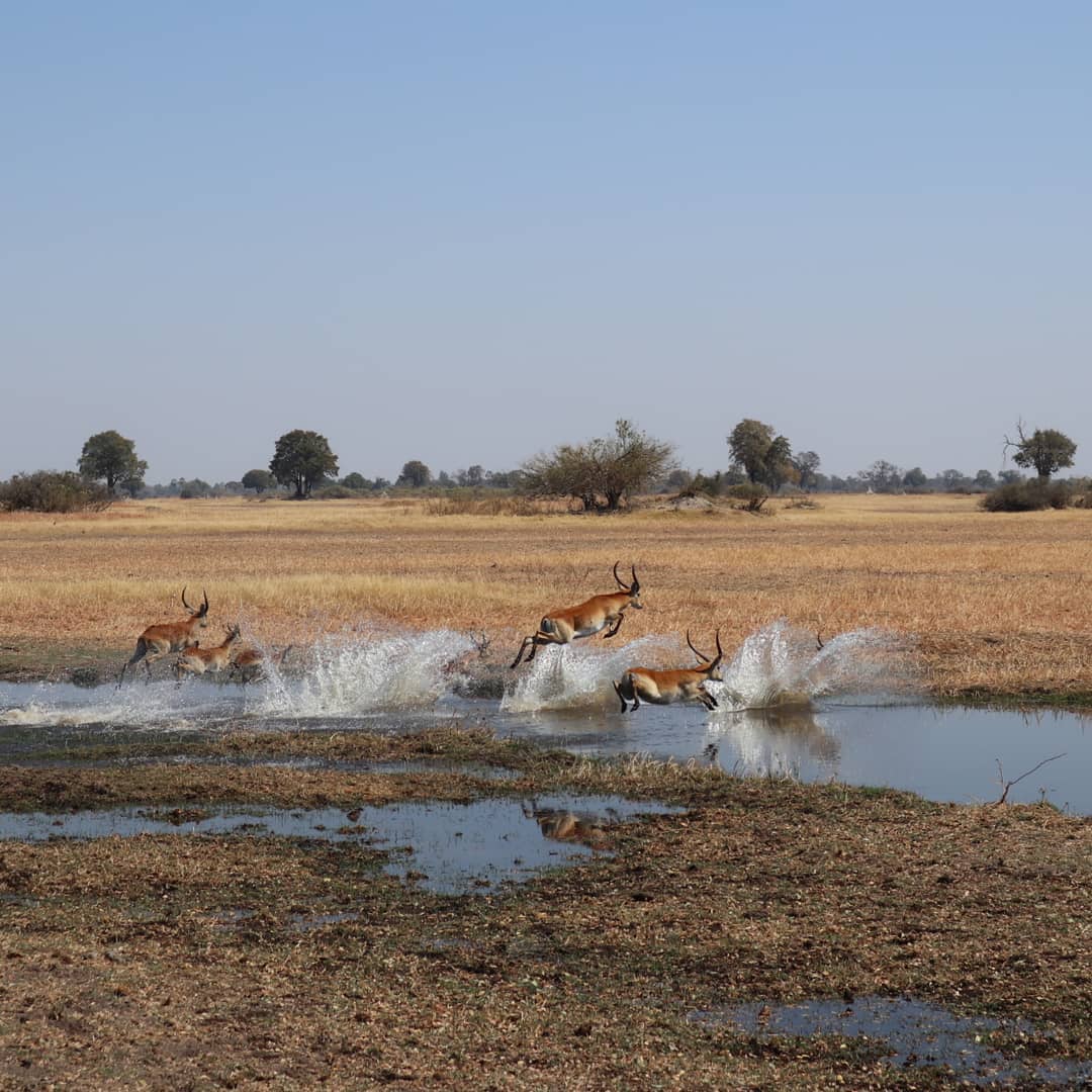 darbertma    Salt a la llibertat.