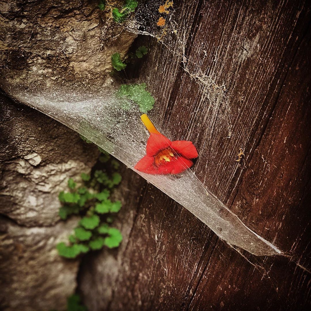 folchcarles   Equilibri