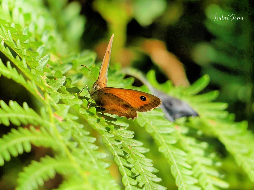 iserra 11    La belleza de las cosas existe en el alma de quien las contempla.