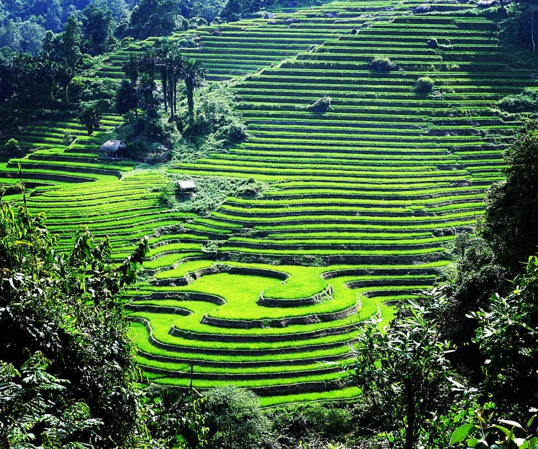 jansamarc   Terrasses d arros, com si fos un jardi. Nostalgia de vacances