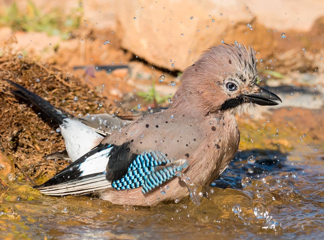 jordibartolomefilella    Bany matiner. La Palma d'Ebre