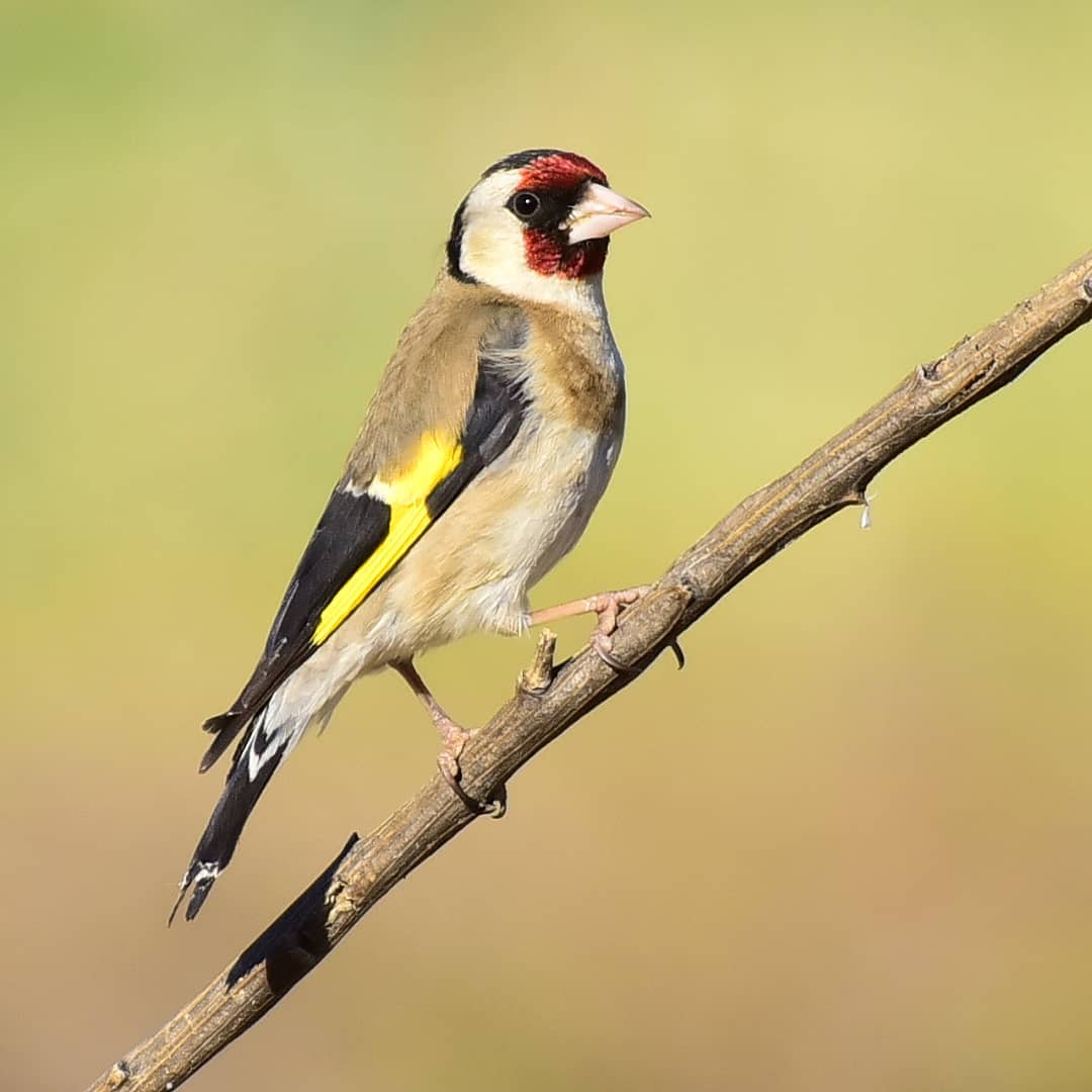 jordibartolomefilella   #cadernera #carderola #jilguero #europeangoldfinch #cardueliscarduelis 