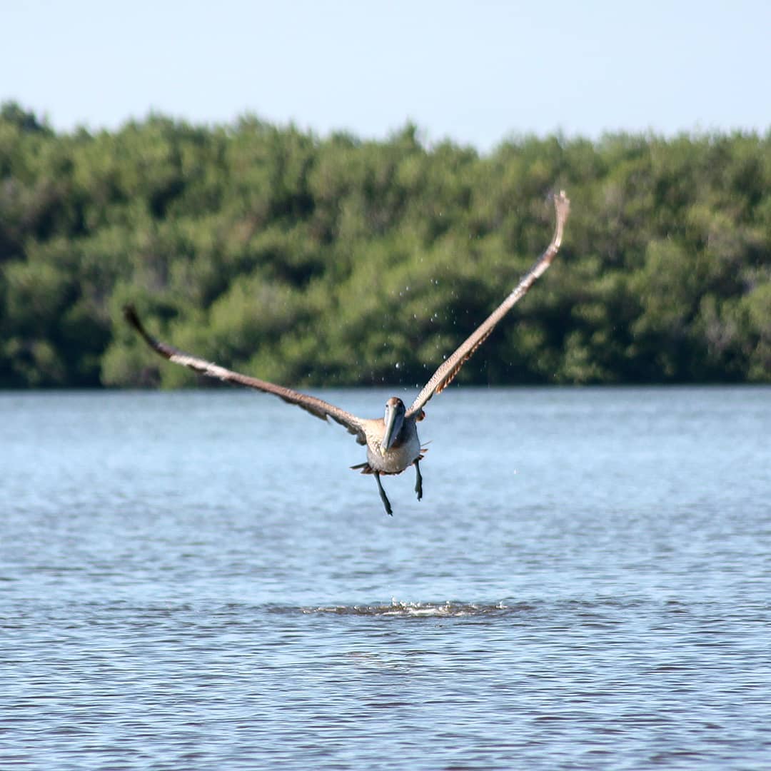 jordidarde    #cuba #pelican #igerscuba #igersnature