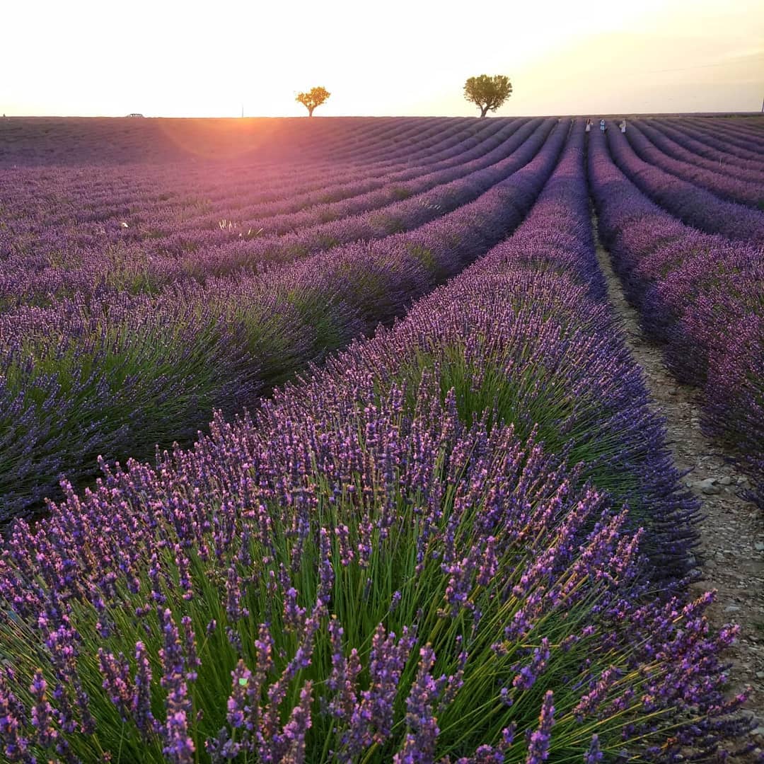 marta1297.mpv   totfotoportada2019 valensole francia besteurope vacaciones verano2019 friends
