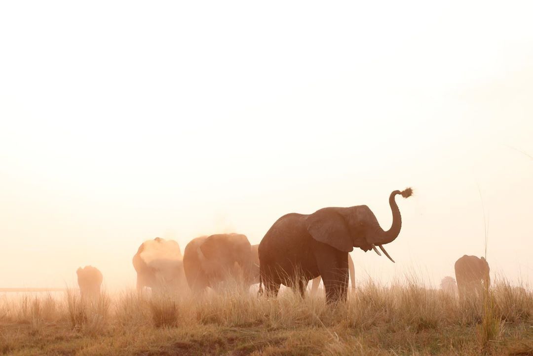 mcs0203   Elephants in the dust