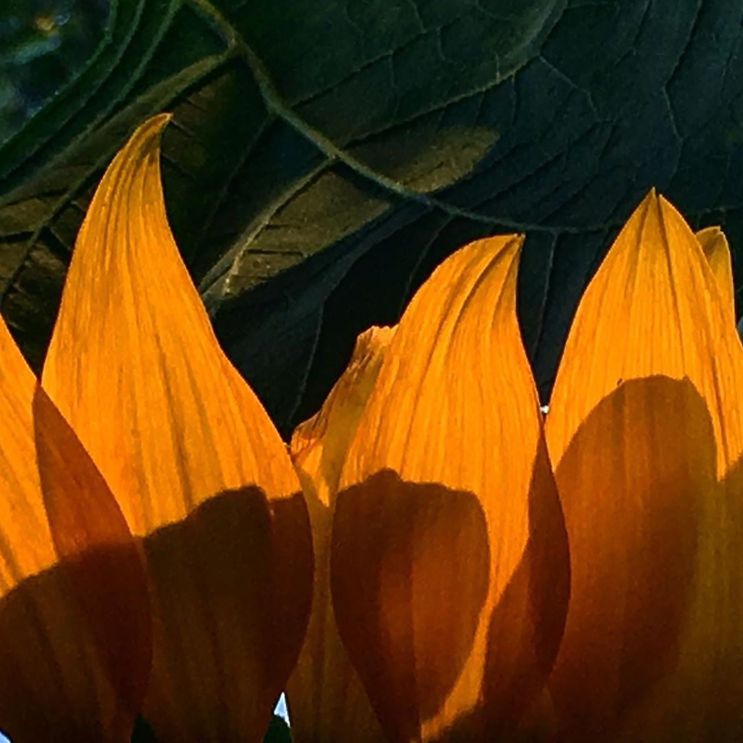 mimuvanessa    #landscapephotography #girasol #sunflower