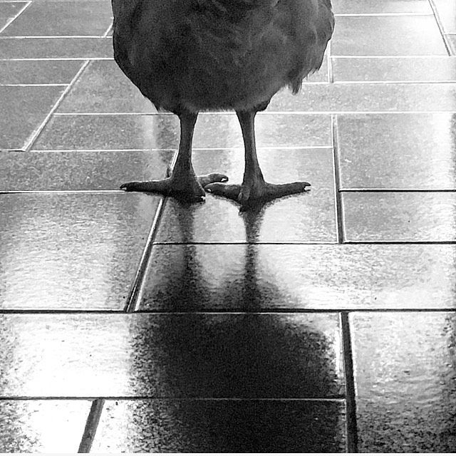 mimuvanessa   #landscapephotography #photography #blackandwhitephotography #bw #lagallina #thehen