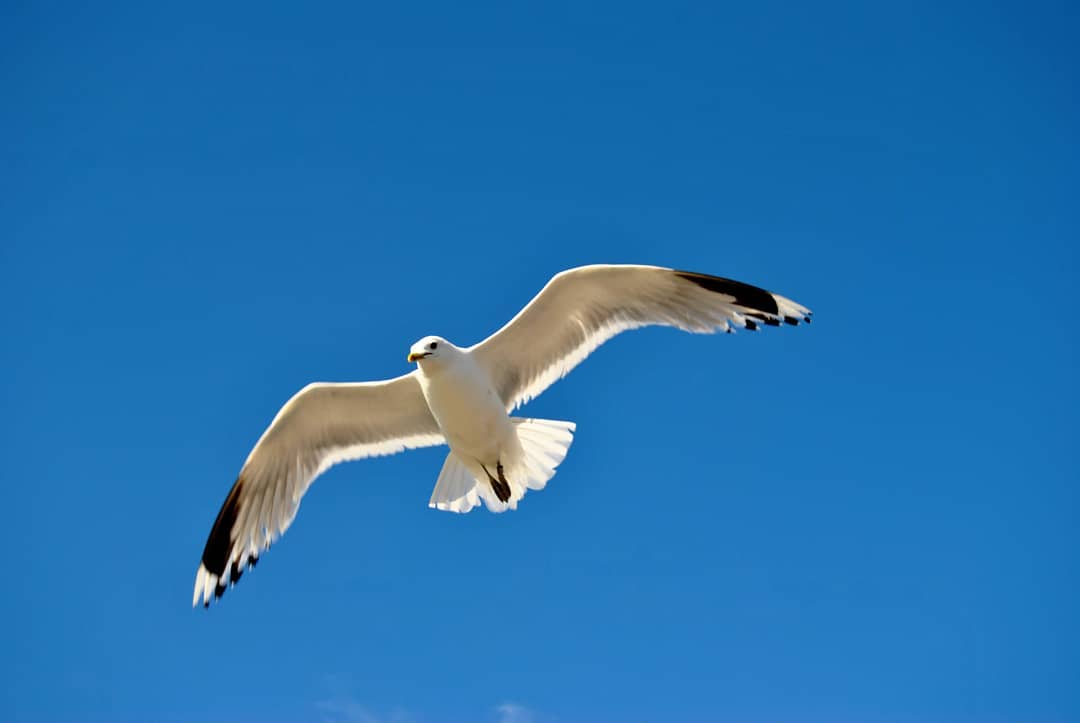 montse civit    Vol en solitari