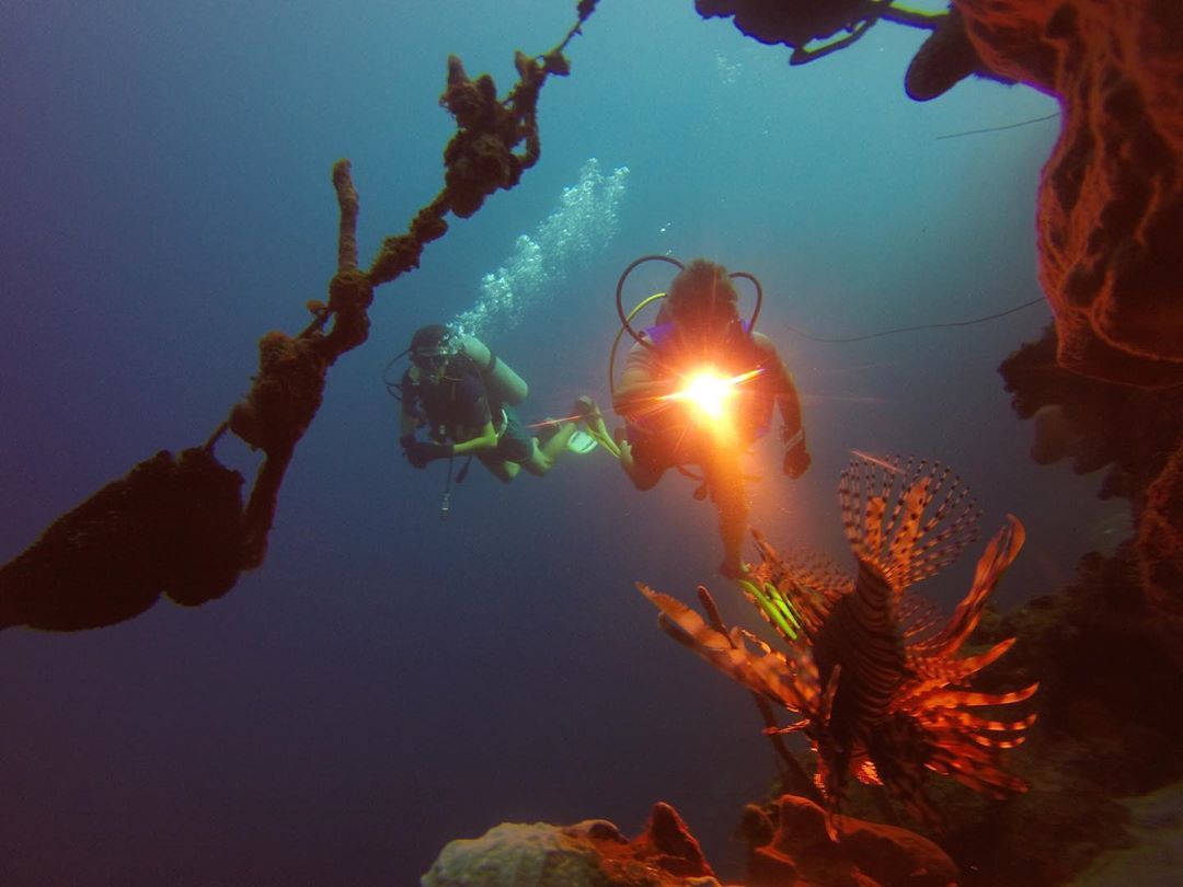 mvegaluz   Pez León