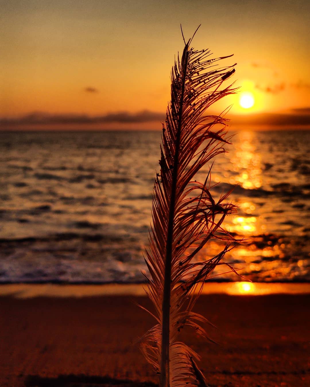 nicteide   Sortida sol 