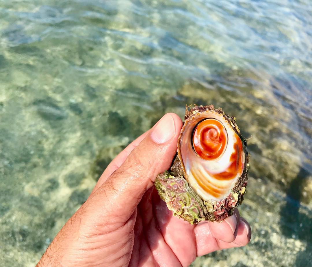 oski0013    Ulldesirena