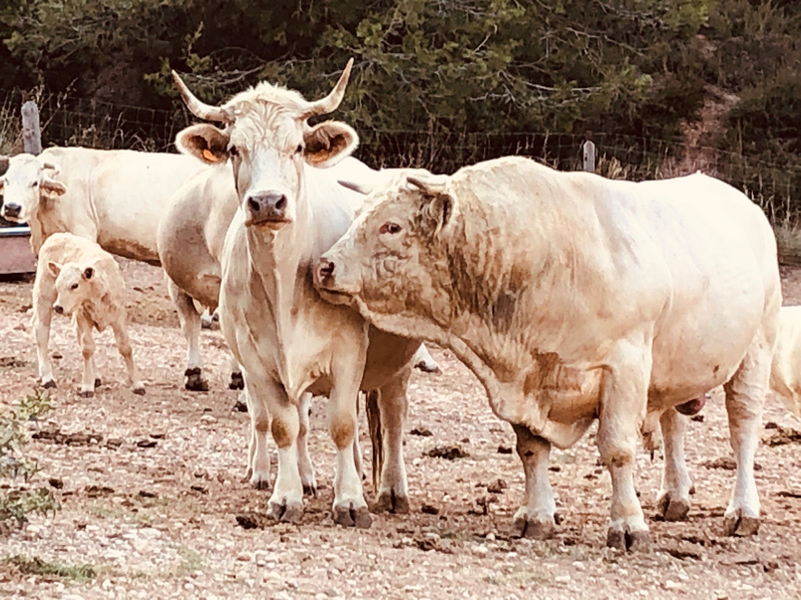 Jana Rodriguez Carrer   Mirades   Castellfollit del Boix