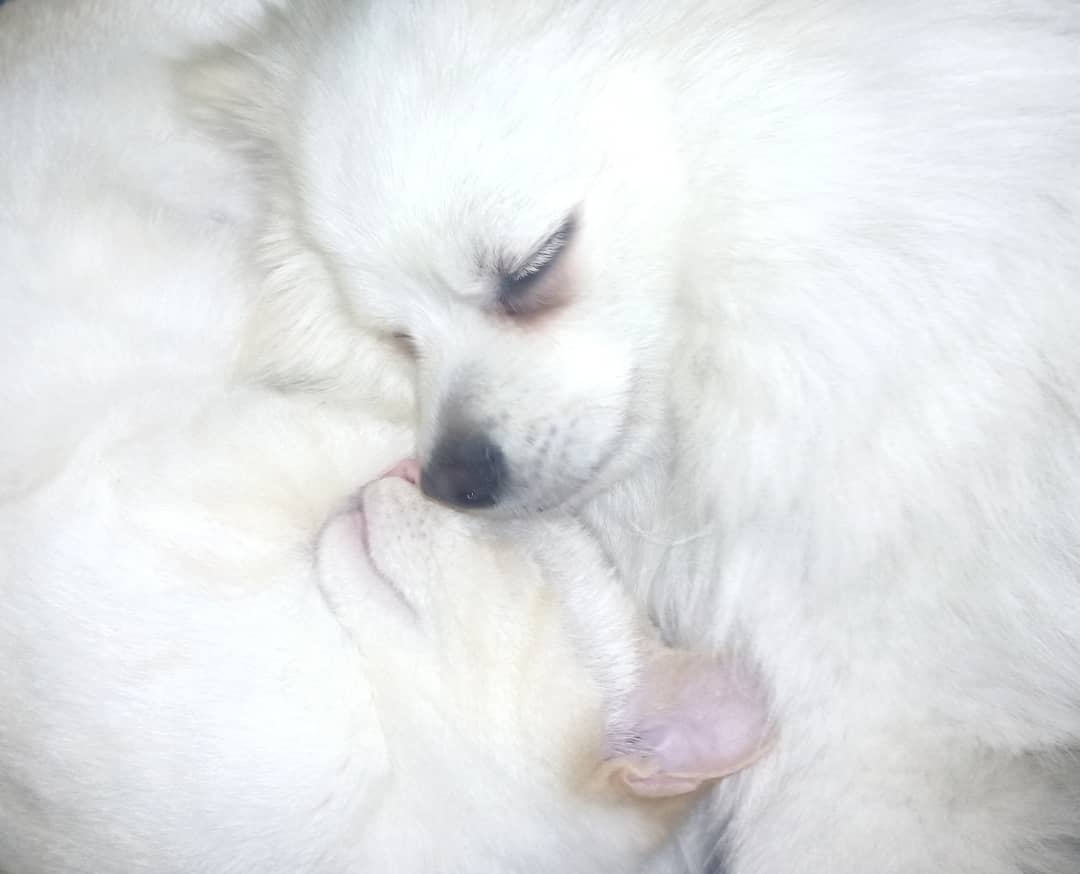 Jaume Rifà Mas   The Animals Ying Yang   Sant cugat del vallès