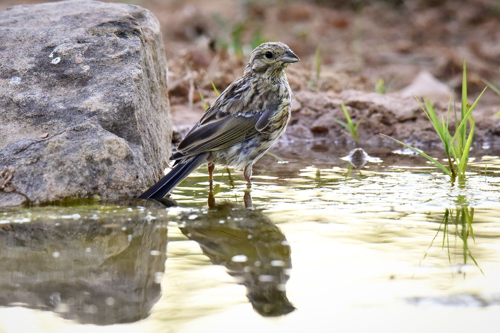 Jordi Bartolomé Filella   Gratapalles   La Palma d'Ebre