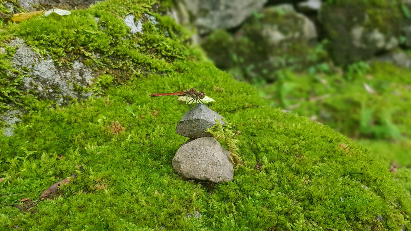 Jordi Montanya   En equilibri   Kamakura  Japó