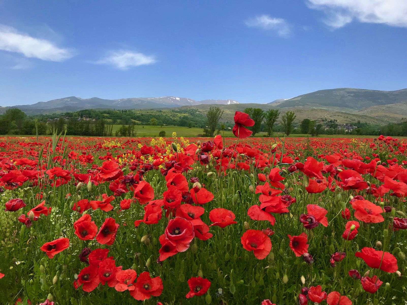 JORDI VIVES  FISAS   Natura   Cerdanya
