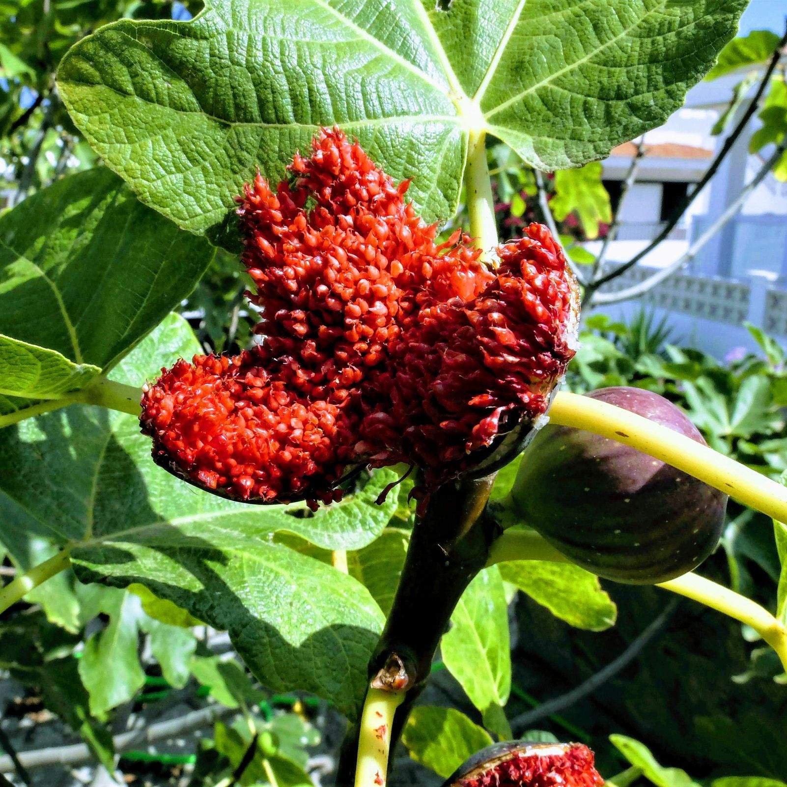 Josep Maria Fe Clavell   Figa badada espera torrentada   Es Grau (Menorca)