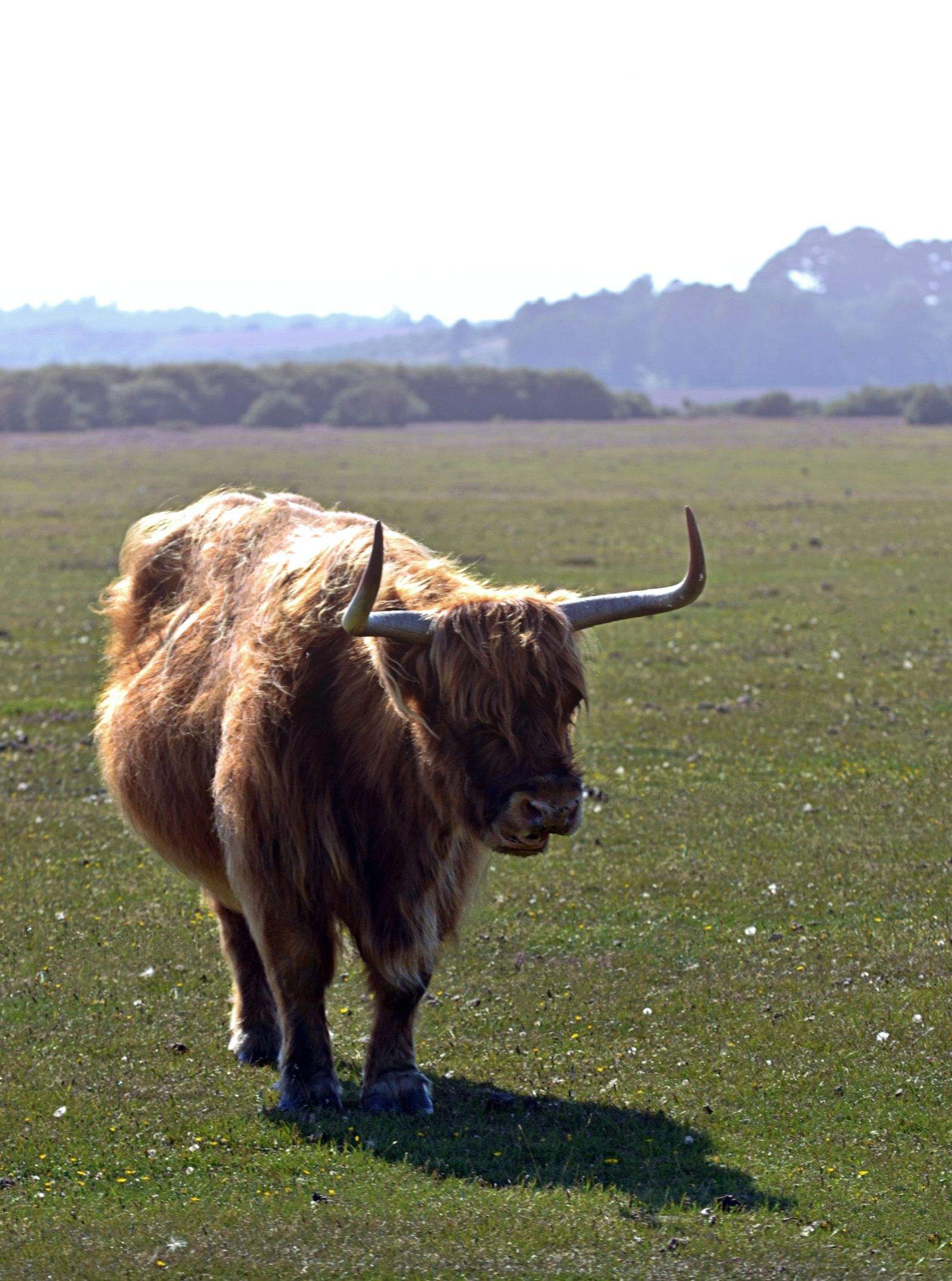 joseph tiago   vaca de terra alta   regne unit