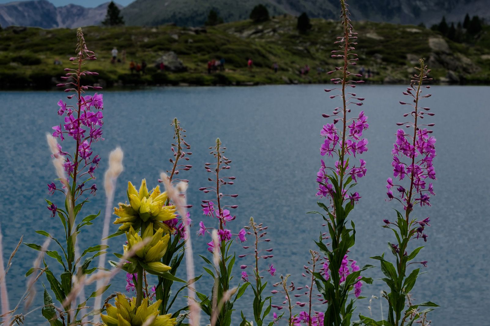 Juan Mª Torres  Prats   Flors d'Estanys   Estanys de Tristaina, Andorra