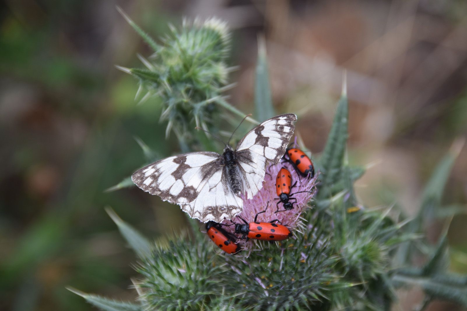 Judith Mayordomo Rebollo   Flor compartida   Vall d'Àrreu (Isil, Pallars Sobirà)