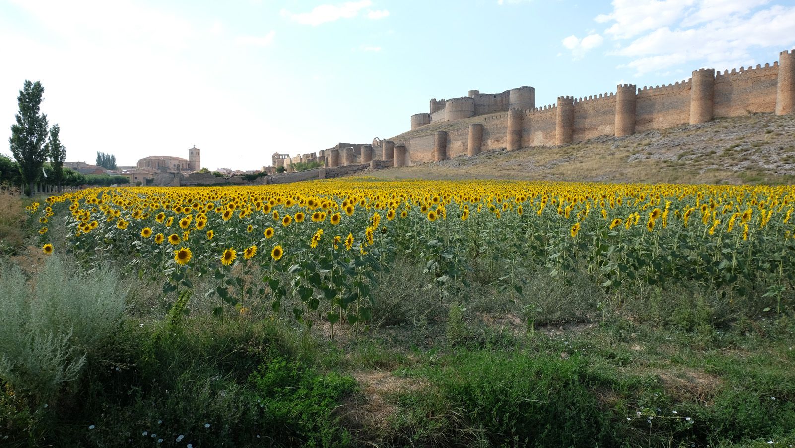 Liliana Gómez Simarro   Mar de girasoles   Berlanga de Duero (Soria)