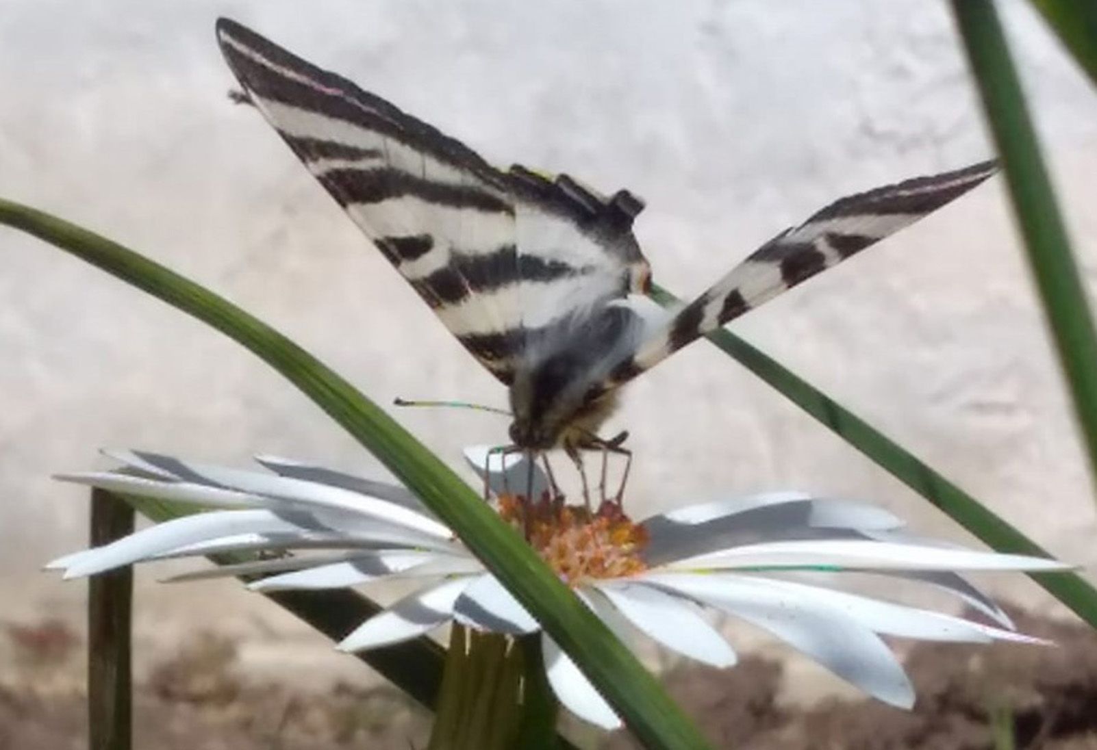 Lourdes Pérez Altolaguirre   Dinan al solet   a l'hort de casa