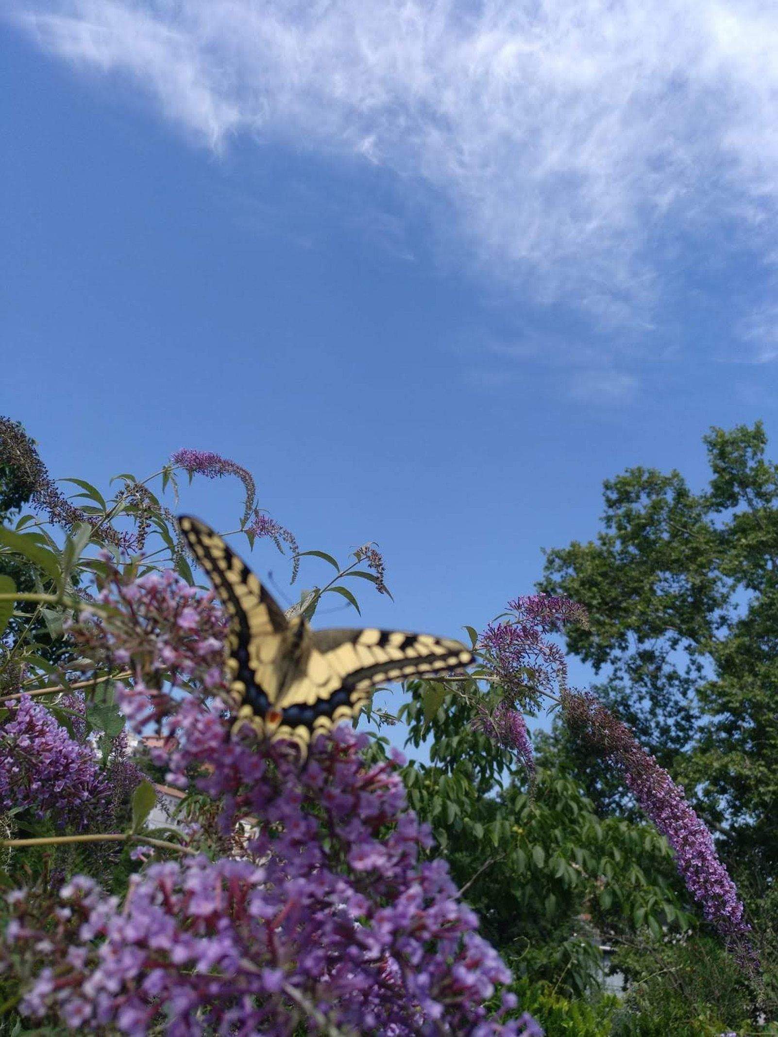 Luis Macía Exposito   La Reina en su palacio.   La meva casa