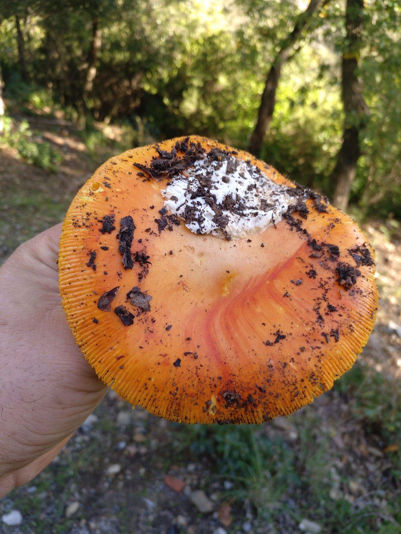 Luis Macía Exposito   Tesoro de Collserola   La meva casa