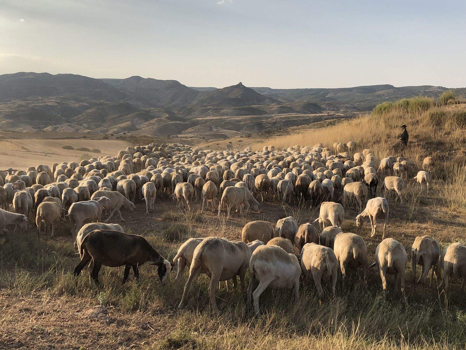 Maria Carmen Alfonso Carod   El ramat   Oliete (Teruel)