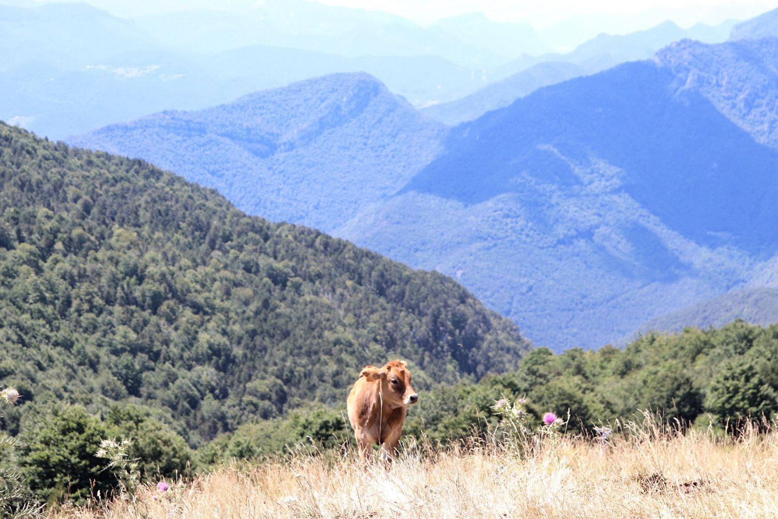 Maria del Mar Ruiz Pérez   Plena natura   Taga, 2040m (Ripollès)