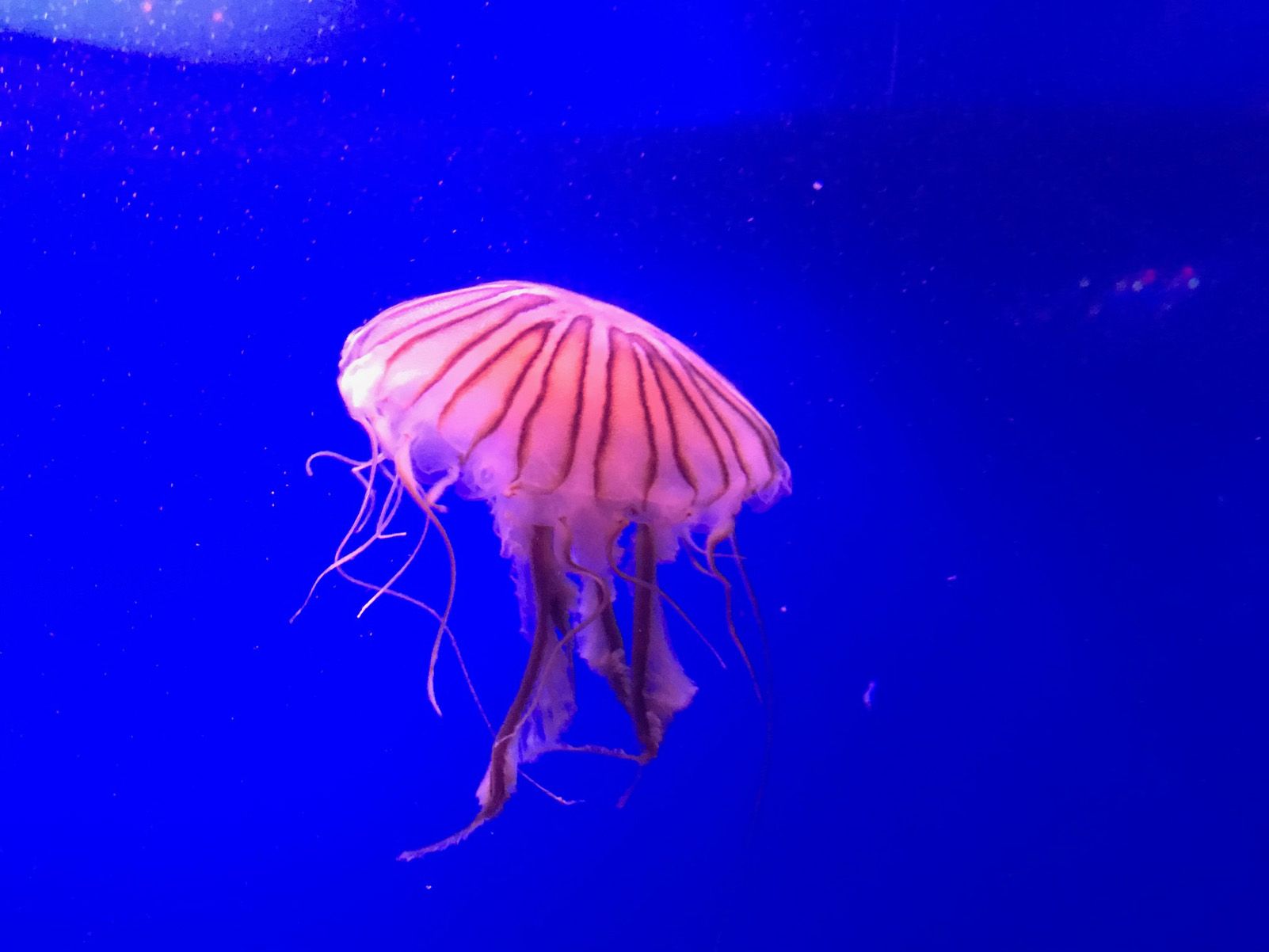 miquel pellicer esteban   solitària   valencia