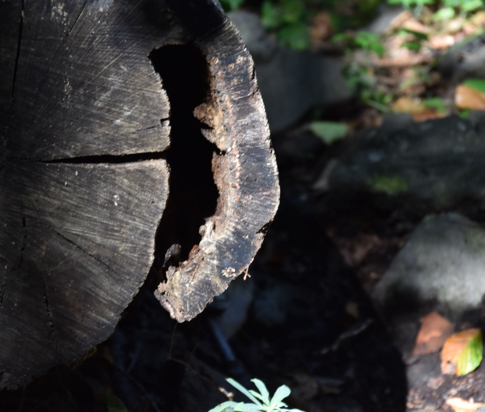 Modest Morató Rodas.   Arbre caigut.   Olot, la fageda d´en Jordà.