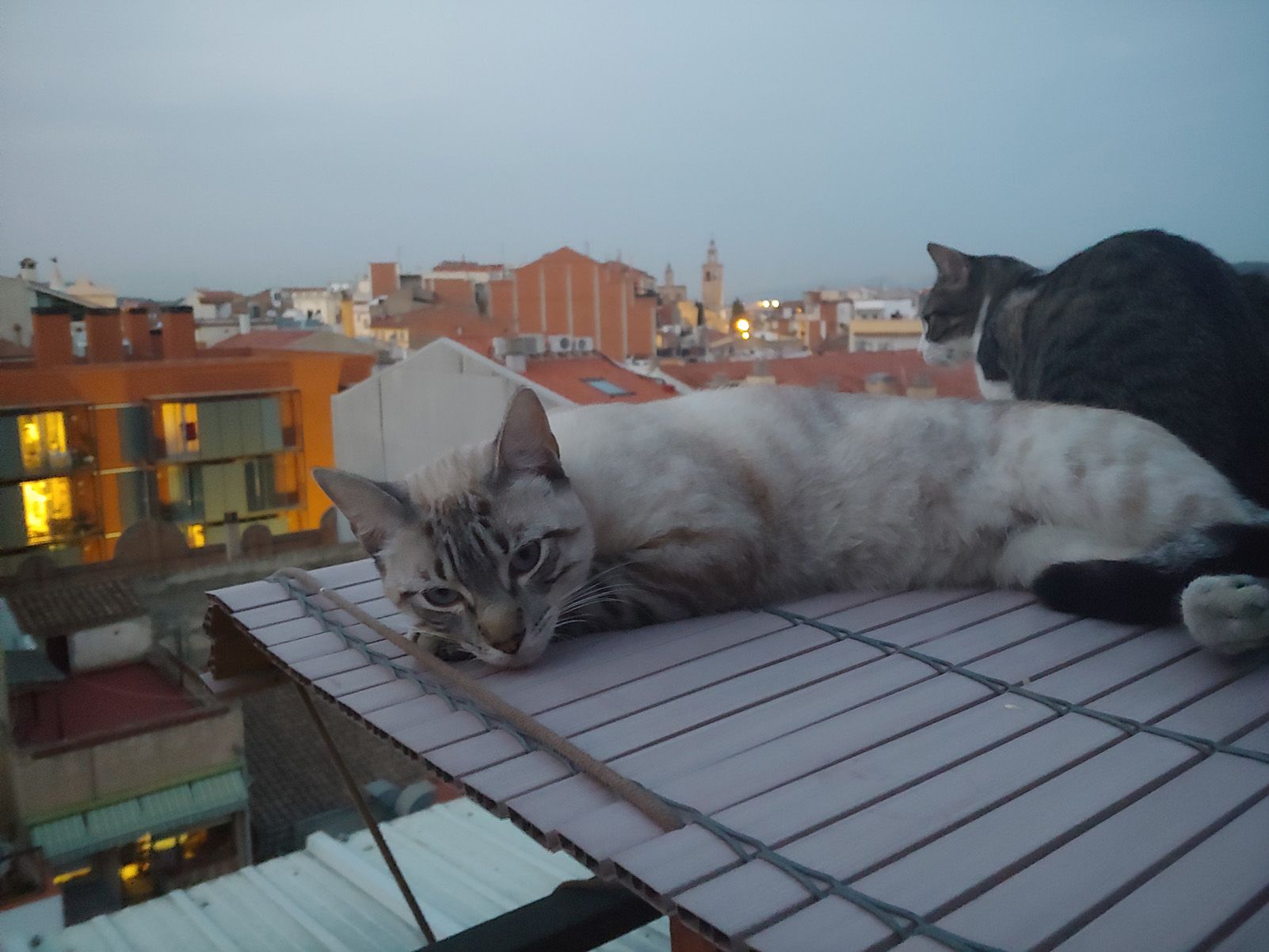 Mònica Condominas   Nosaltres també fem vacances   Dant cugat