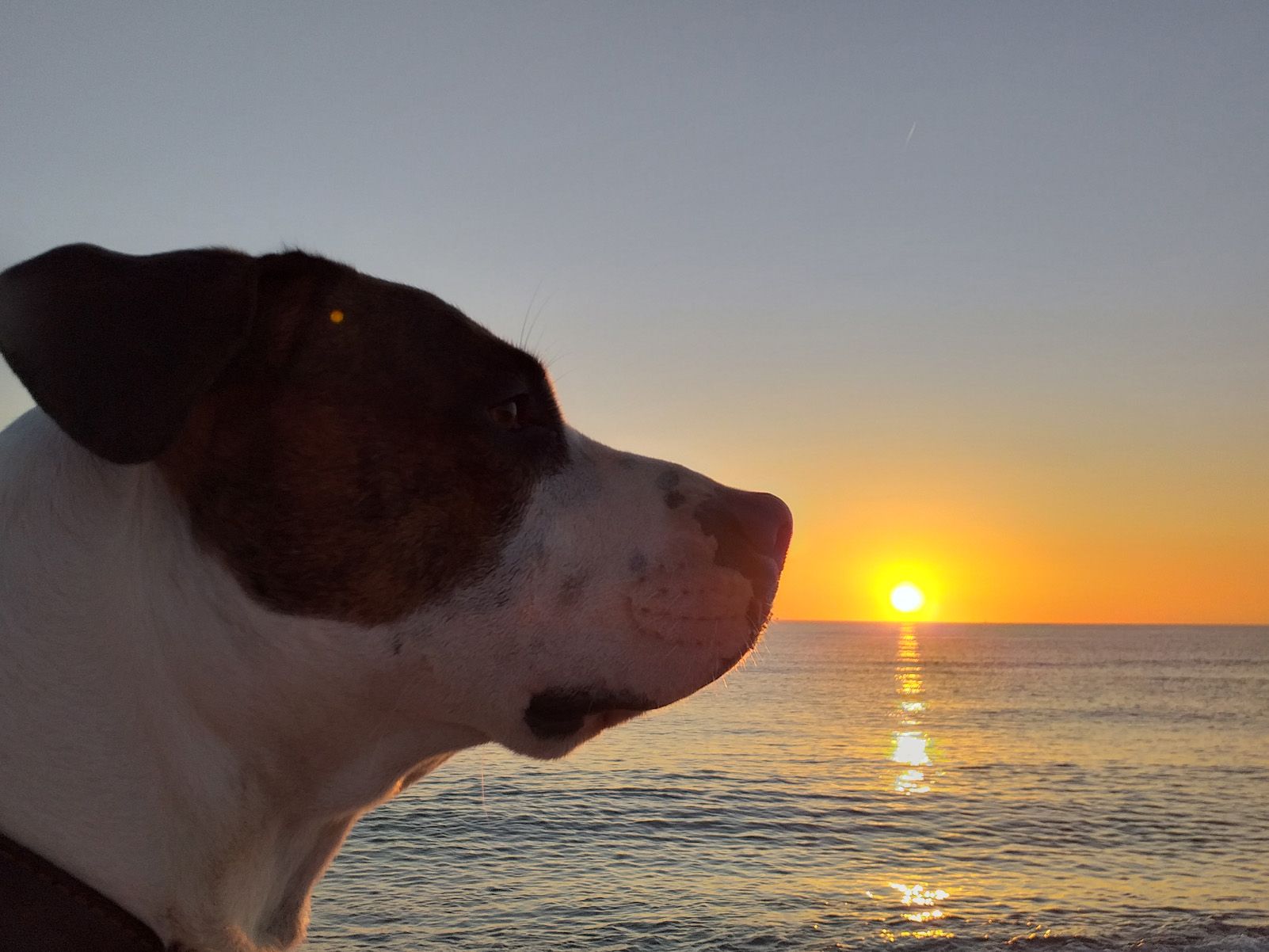 Patricia Queralt Moretti   Amanecer   Pals