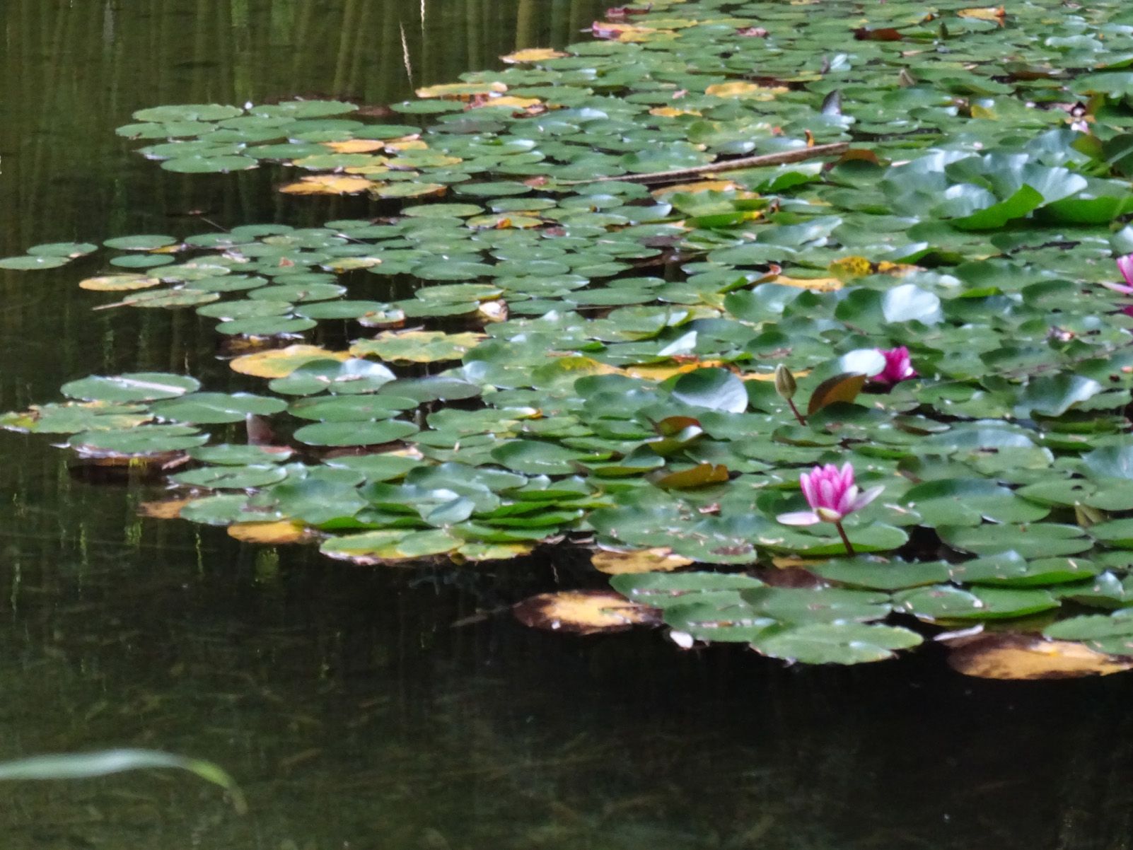 Rafael Centelles Velilla   Bona feina   Urdax