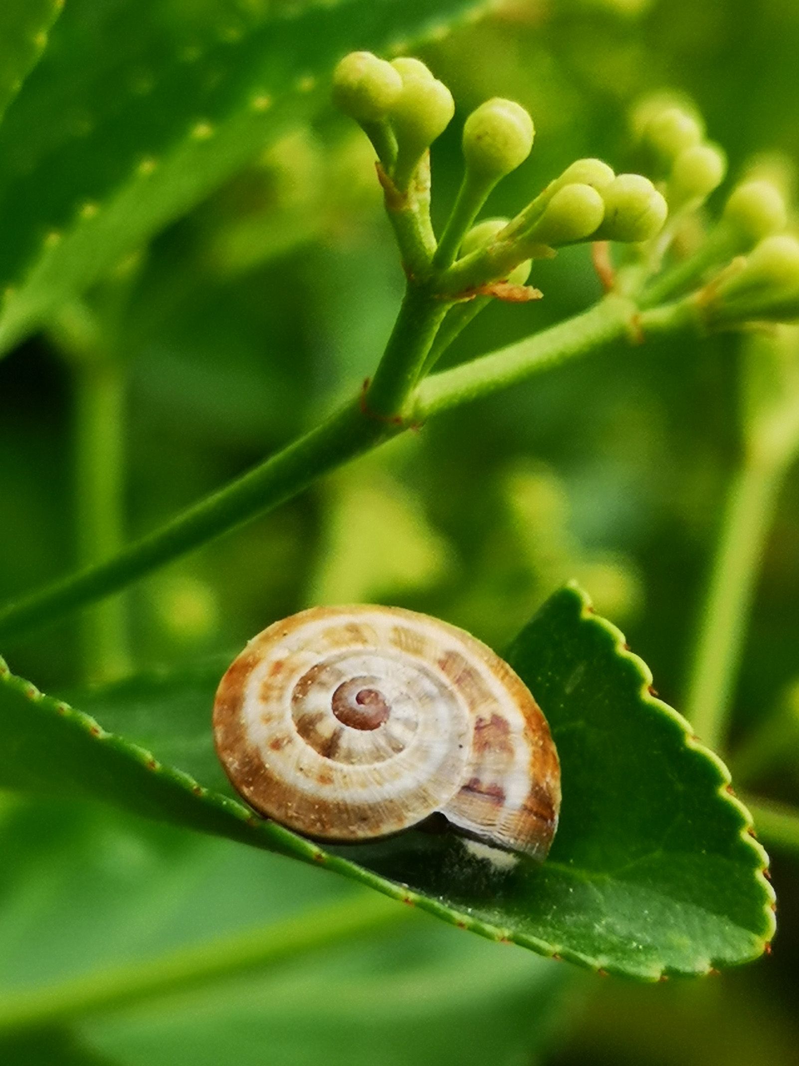 Rosa Barreiros   Caracol   Ripollet