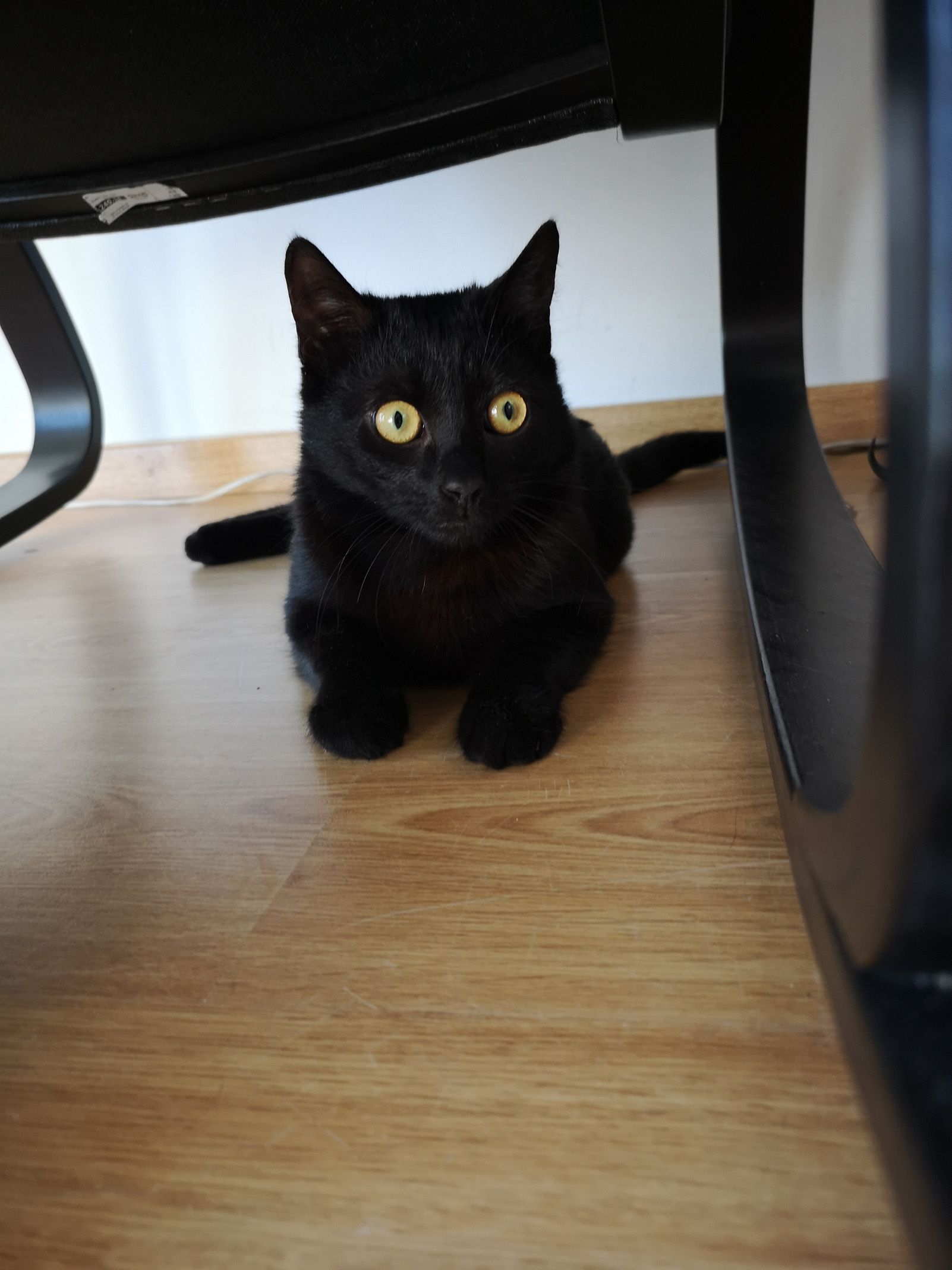 Rosa Barreiros   Negro   Ripollet