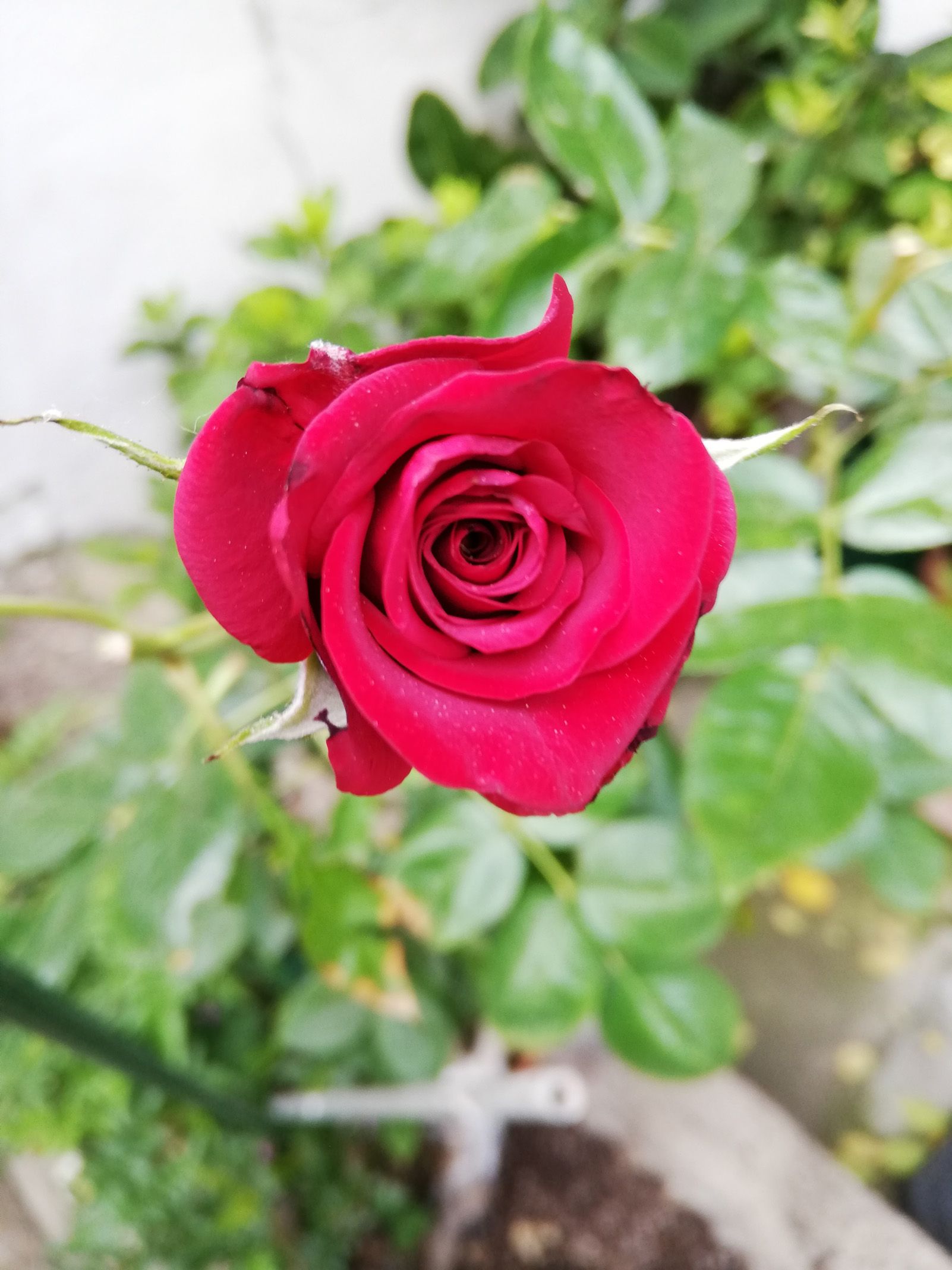 Rosa Viñas ferrer   La rosa de la mare   Pati de casa