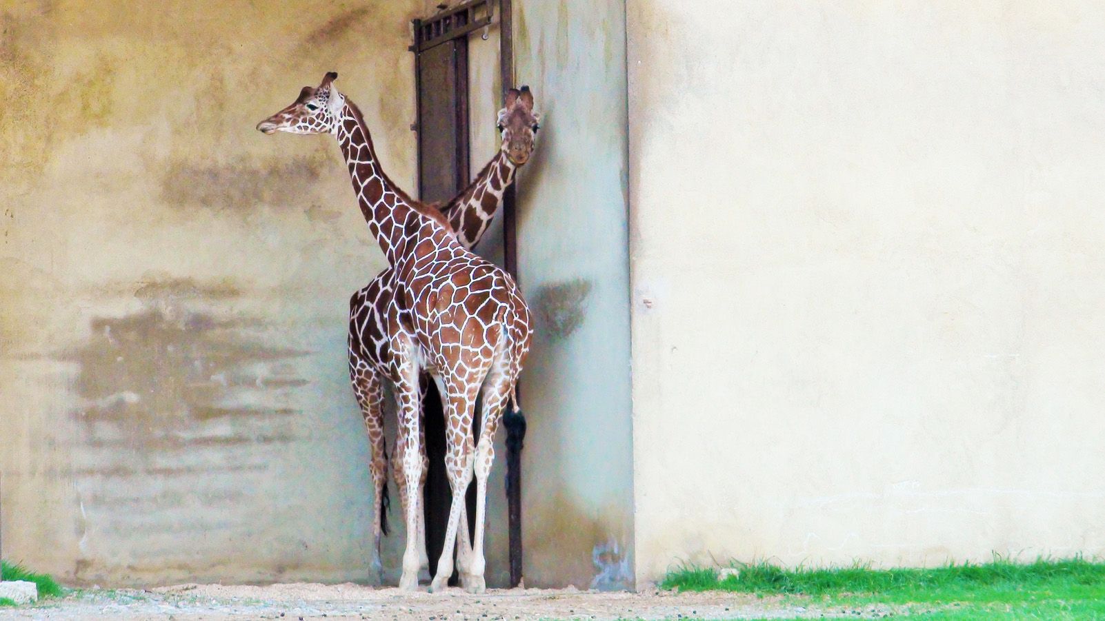 Rosanna Montes   Symbiosis   Reserva africana Sigean, França