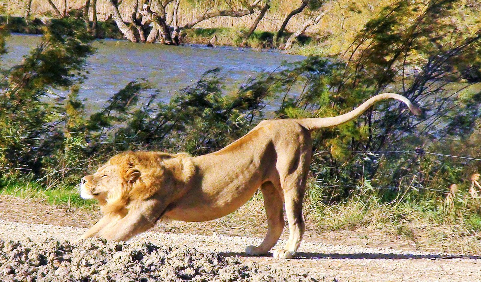 Rosanna Montes   Wind against Lion   Reserva africana Sigean, França