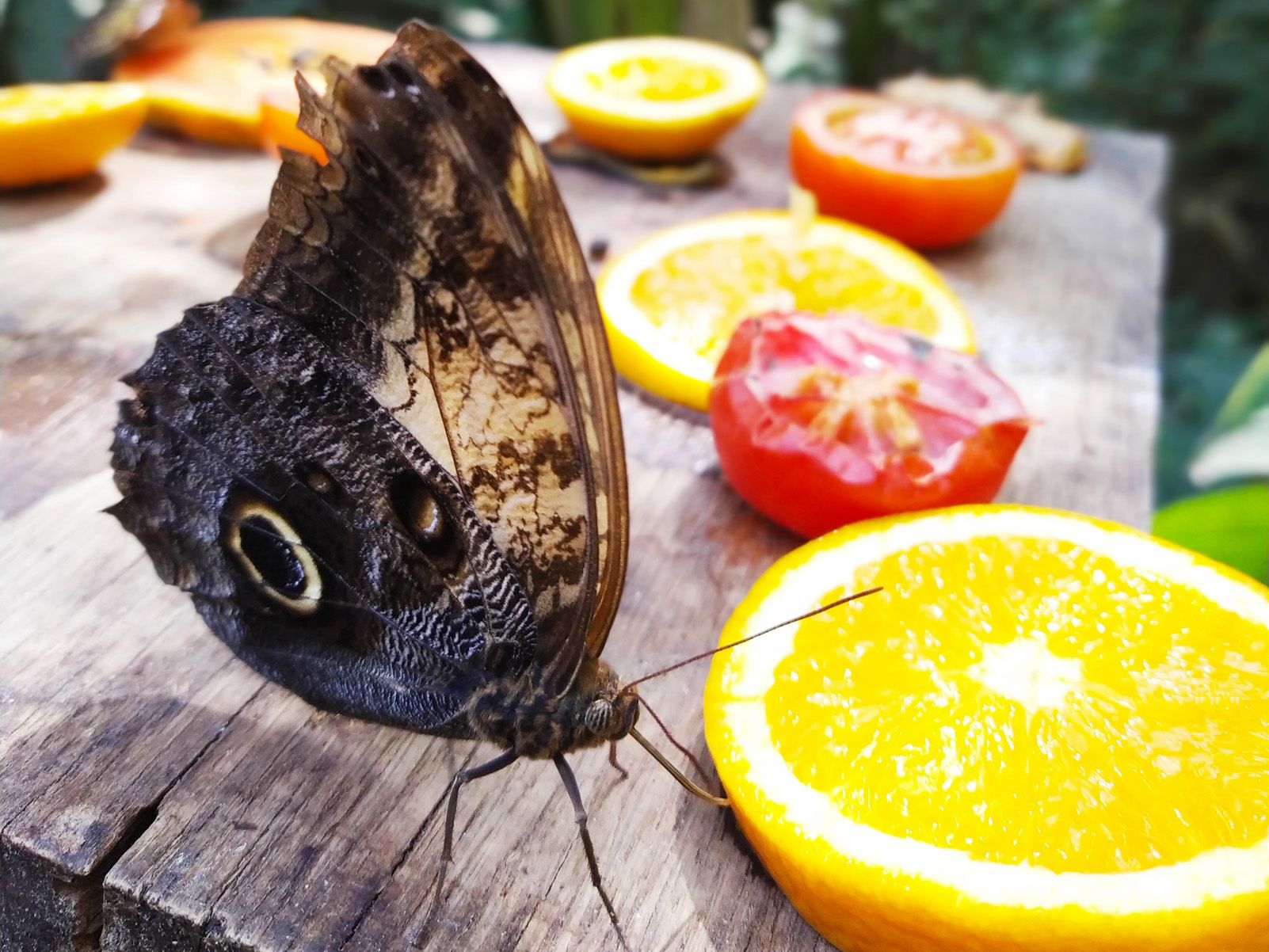 Sabina Sànchez   Papallona i taronja   Castelló d'Empúries (Butterfly Park)