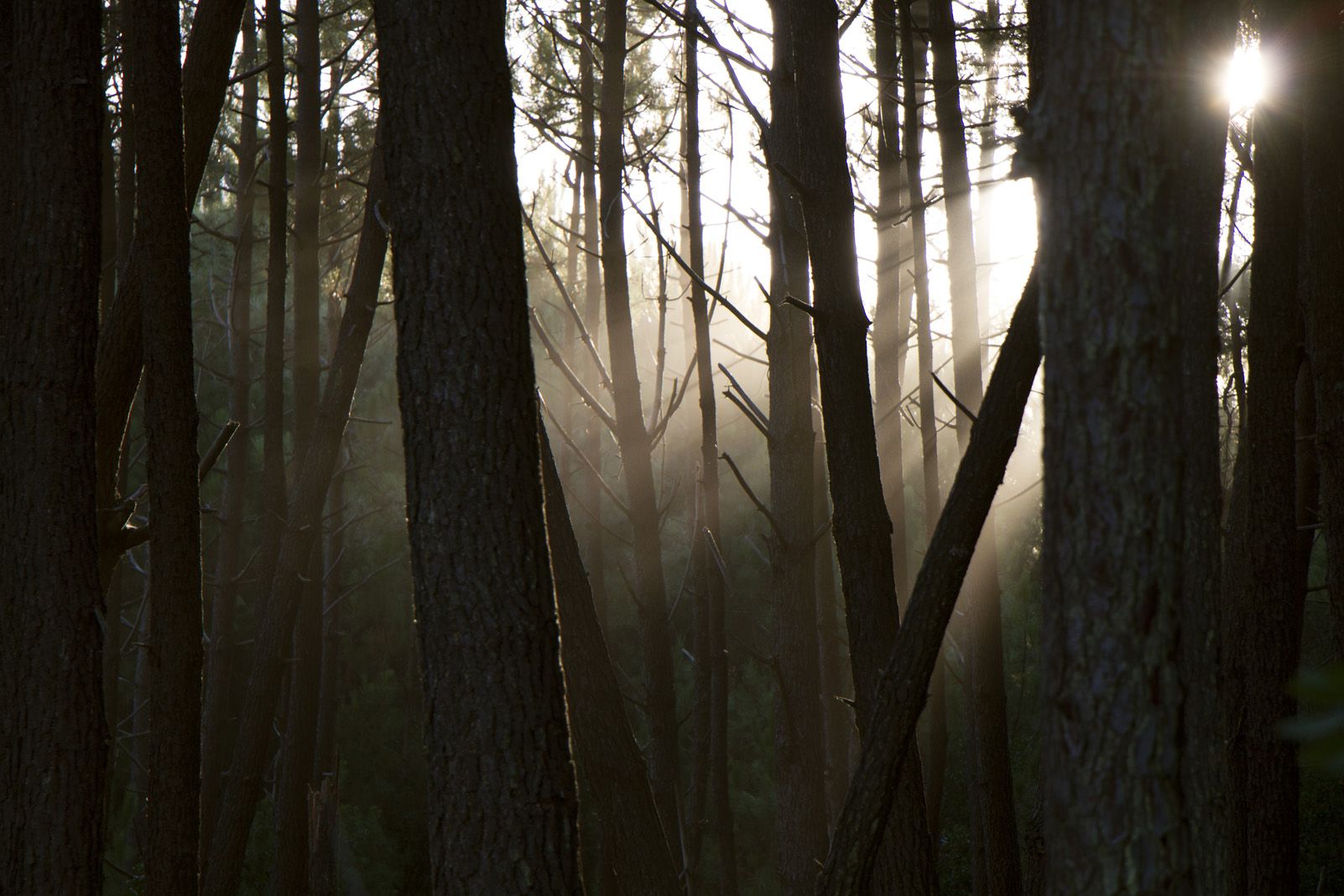 Teresa Sallés Diego   Uns segons de vida   Mimizan, les Landes