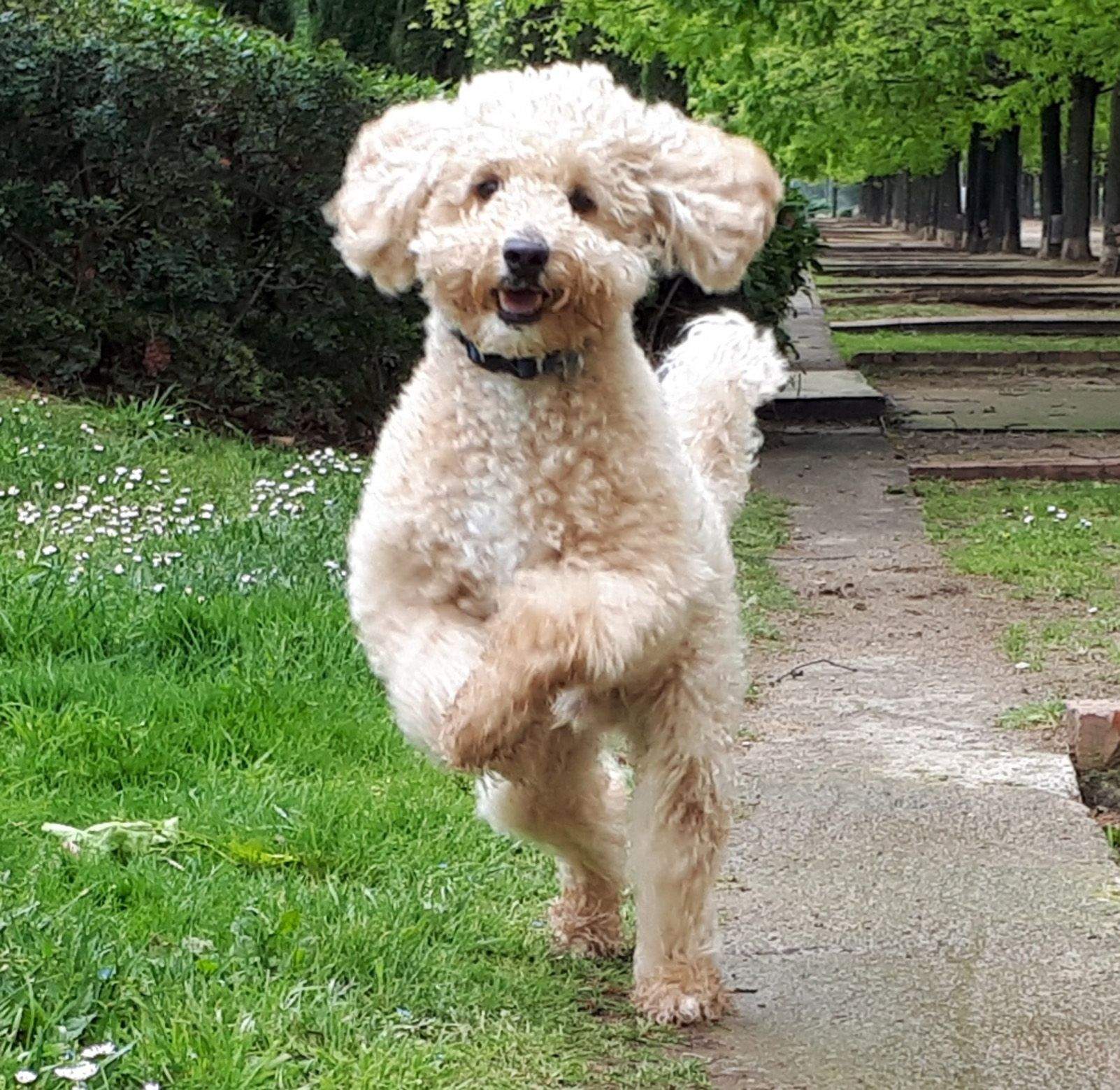 Tona Cusi Ramis   Vuela   Passeig Gaudi, Sant Cugat del Valles