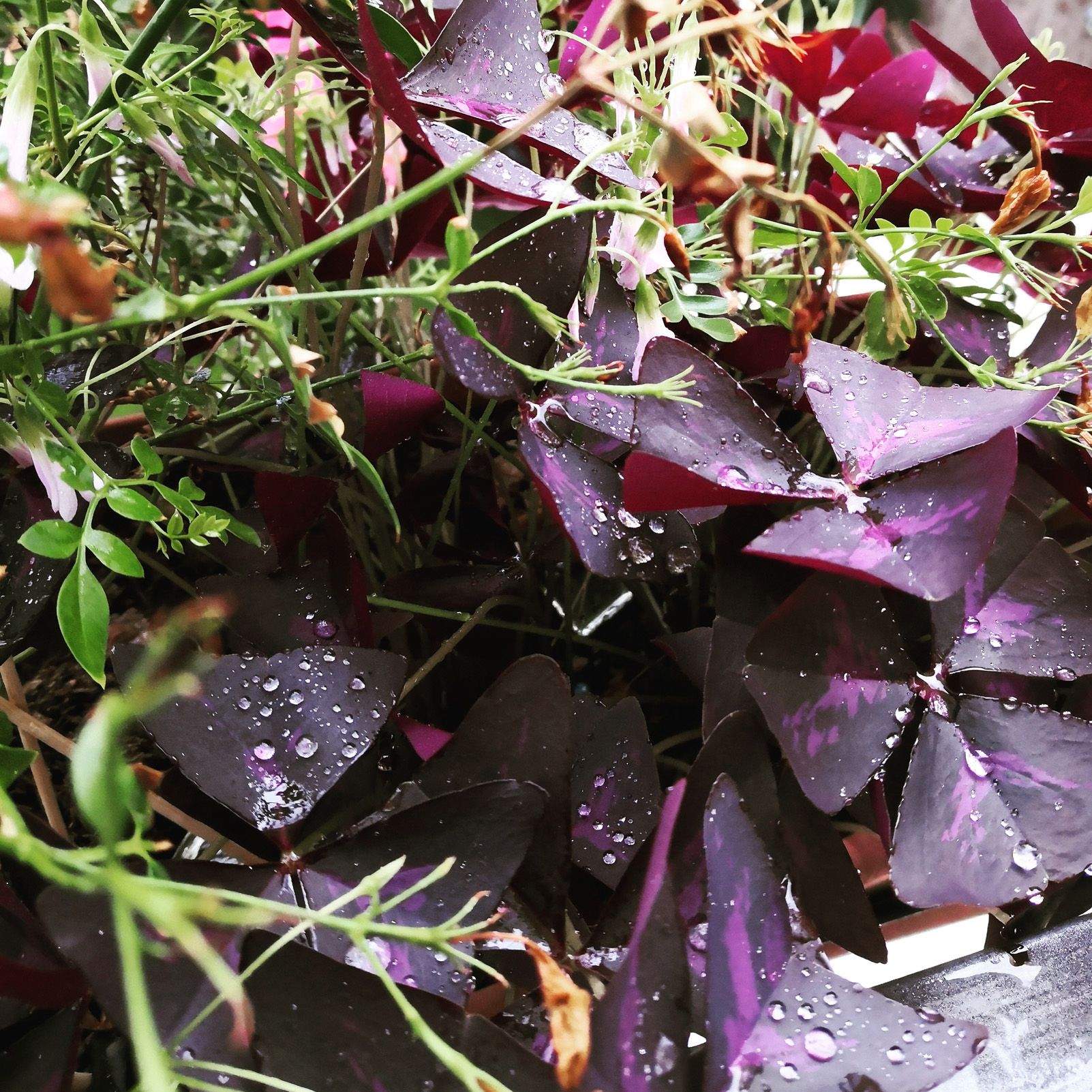 Toni Gòrriz Olalla   Benvinguda pluja   Sant Cugat del Vallès