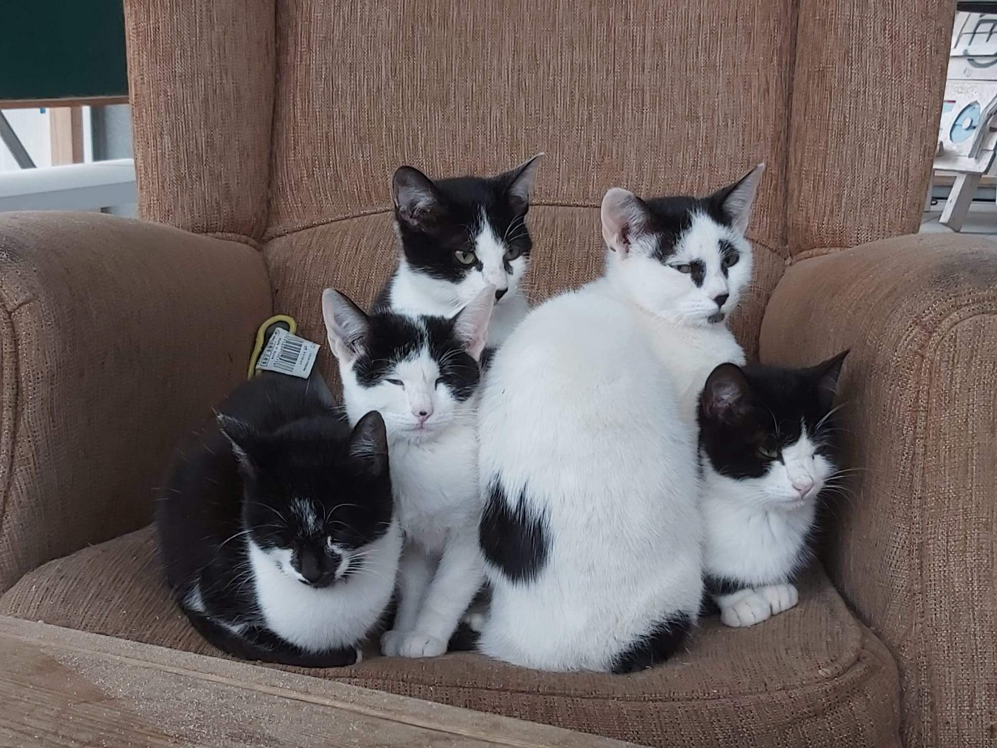 Alguns dels gats que viuen a l'Espai ECO de les Planes. FOTO: Cedida