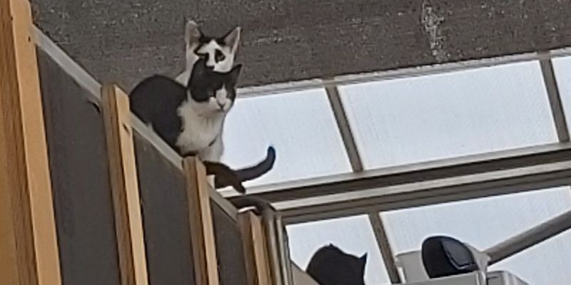 Els gats es passegen per l'Espai Eco. FOTO: Cedida