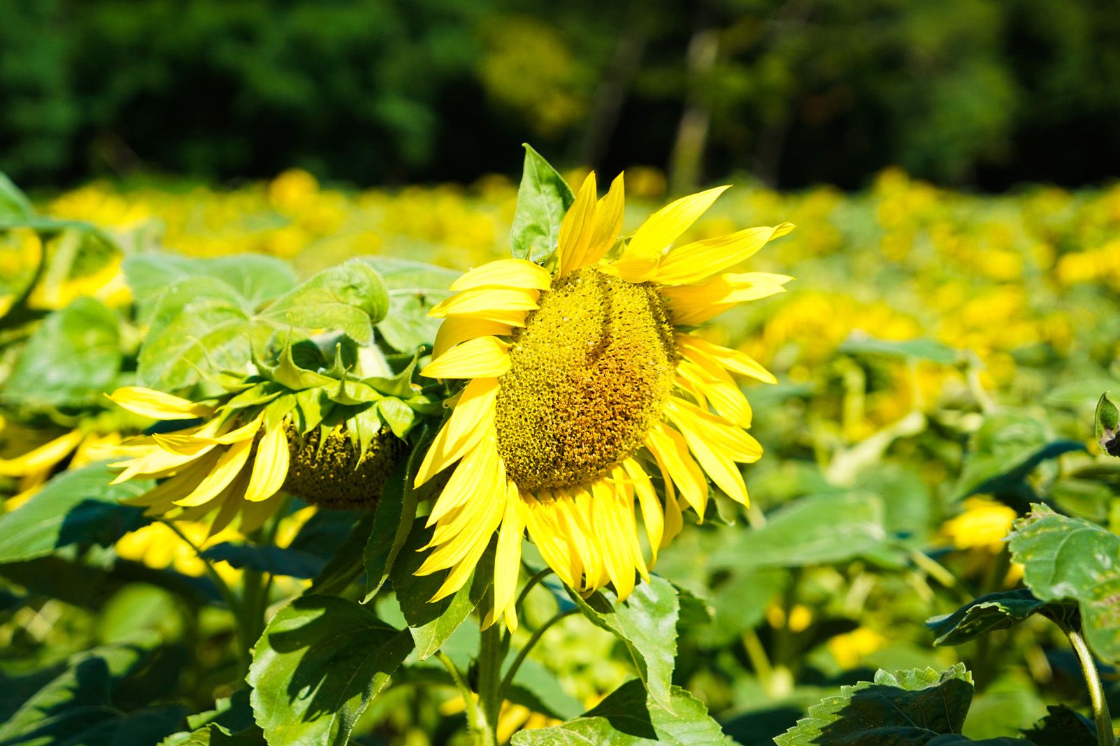 Carme de Olazabal Sans   Girasols amb el sol de l'agost   França