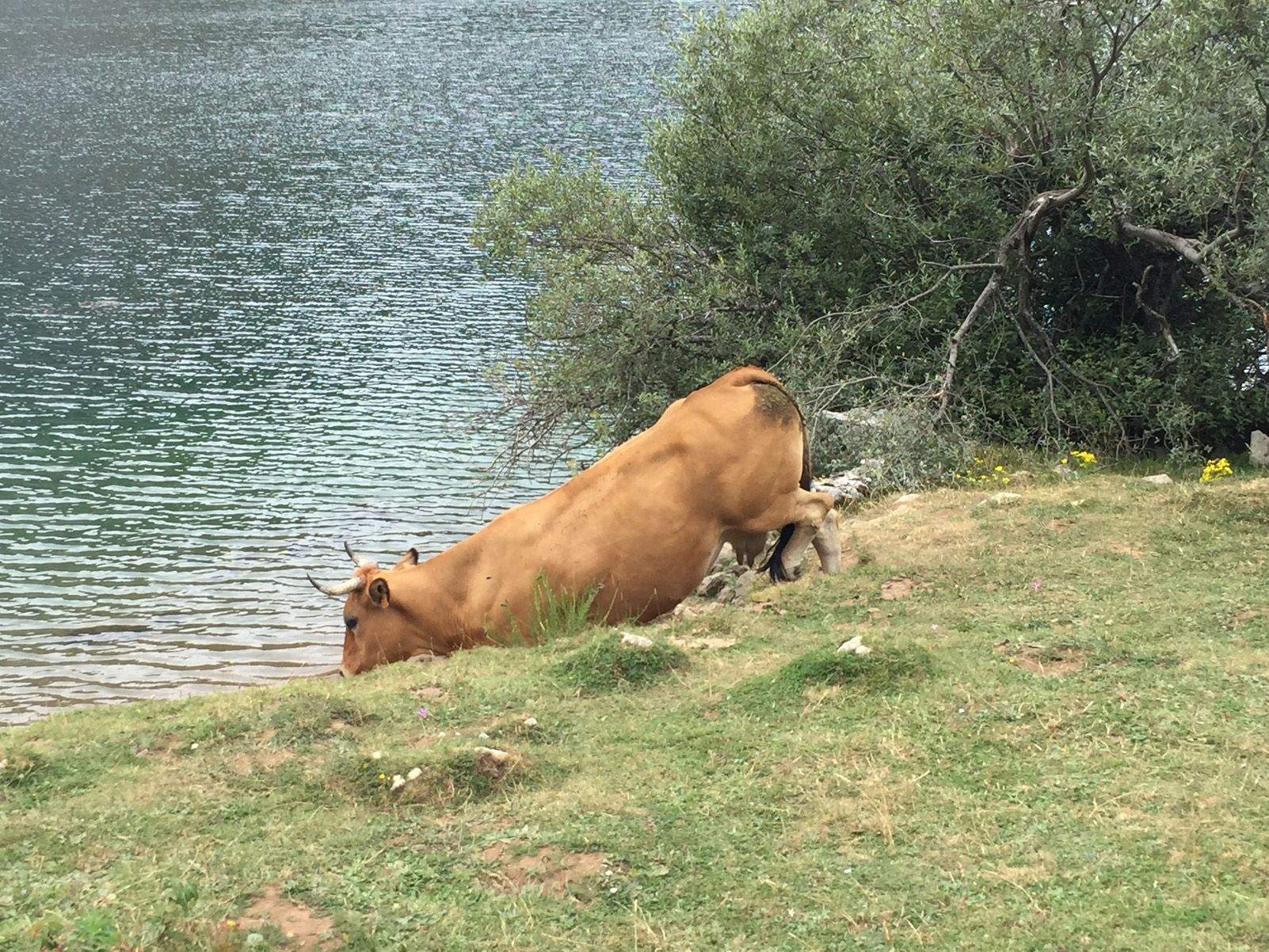 Carme Hernando Mele   Mmmmmm..... Quina calor!!   Lago del Valle   Parque Natural de Somiedo   Asturias