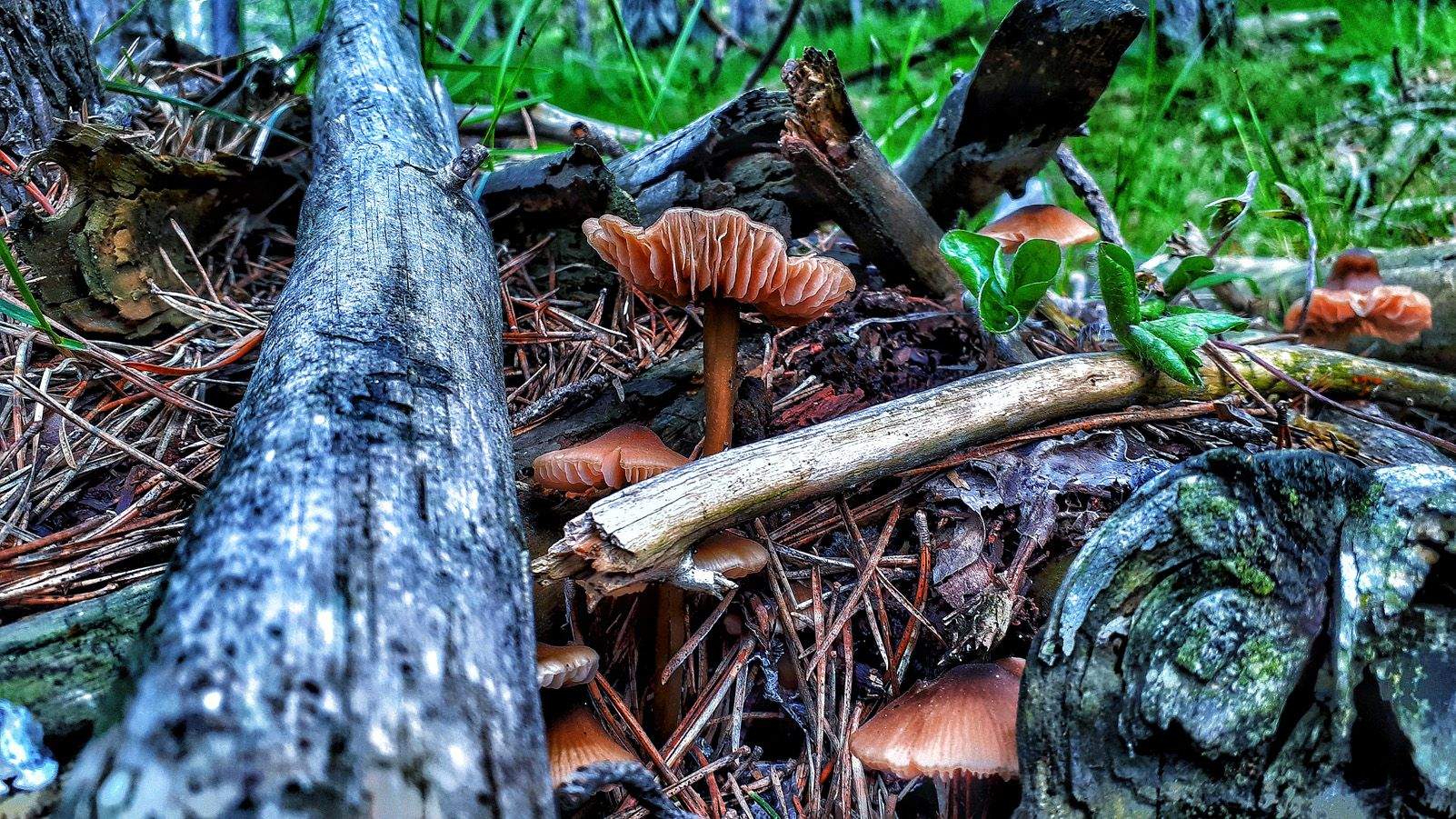 Cristina Burguillos Viladot   Amb ganes de bolets   Pirineu Aragonès