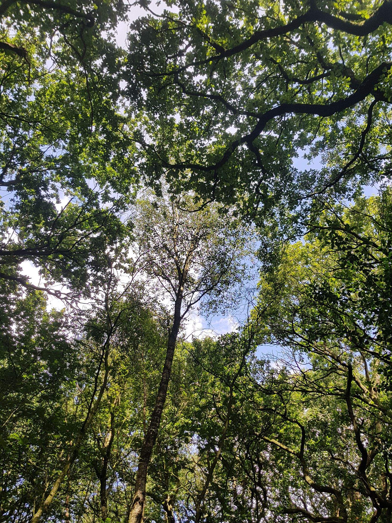 Debbie McNee   Simple beauty   Inglaterra